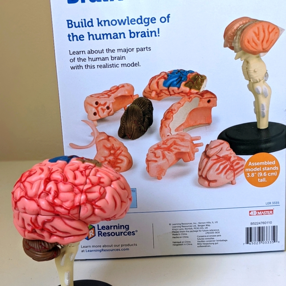 Realistic Human Anatomy Model Brain 🧠